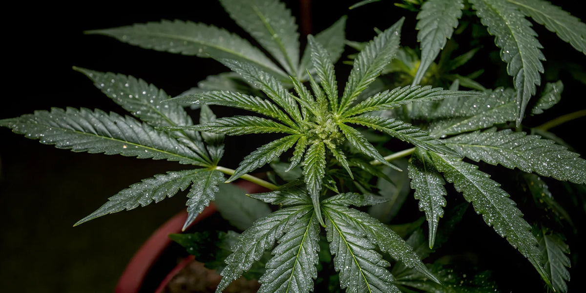 Best autoflower seeds for a lush, healthy cannabis plant.