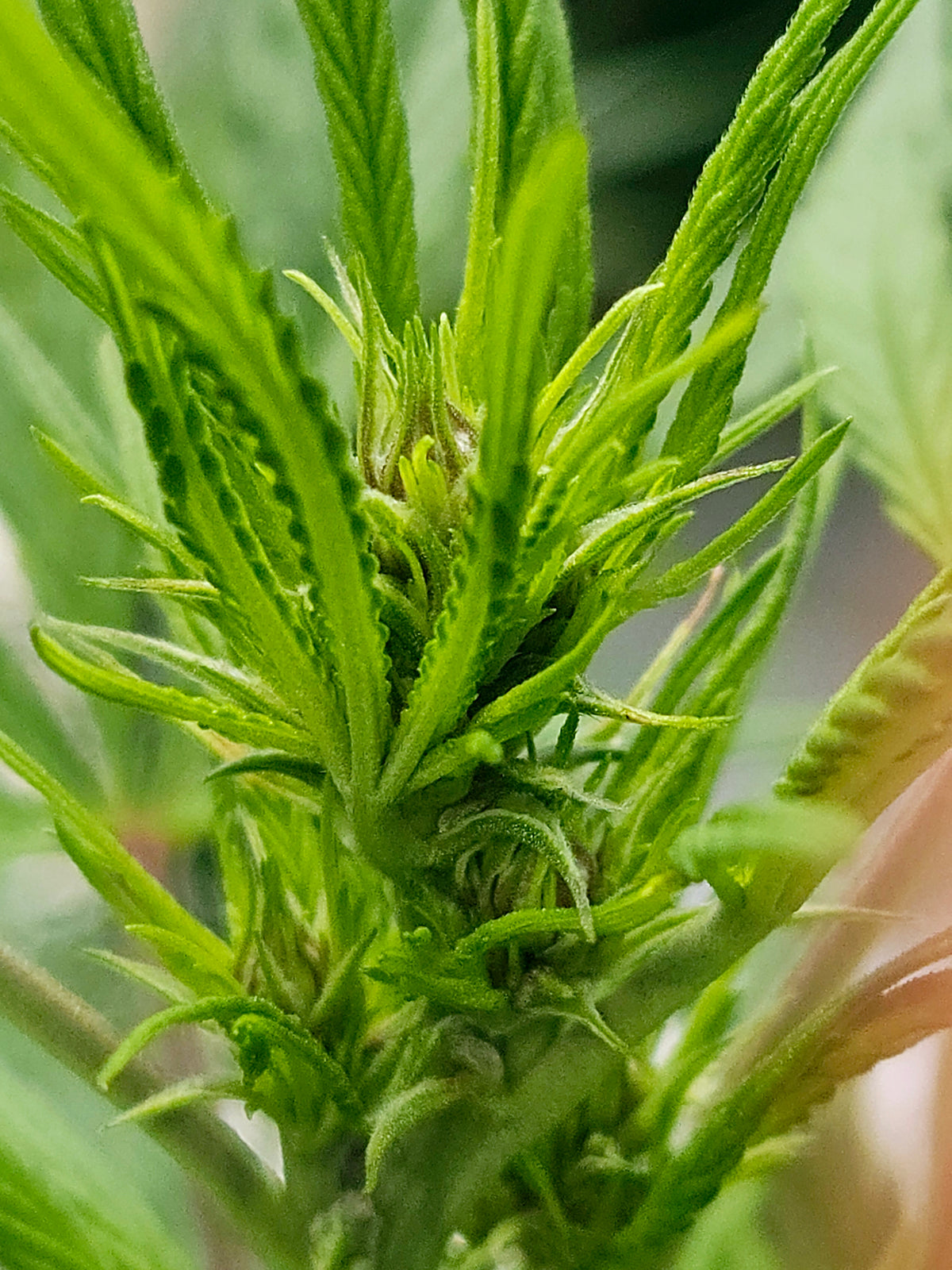 How to Grow Cannabis Seeds Indoors: Seed to Harvest
