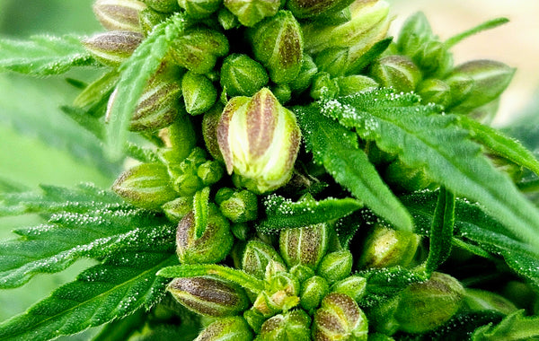 THCA Flower Seeds 101: A Complete Grower's Guide