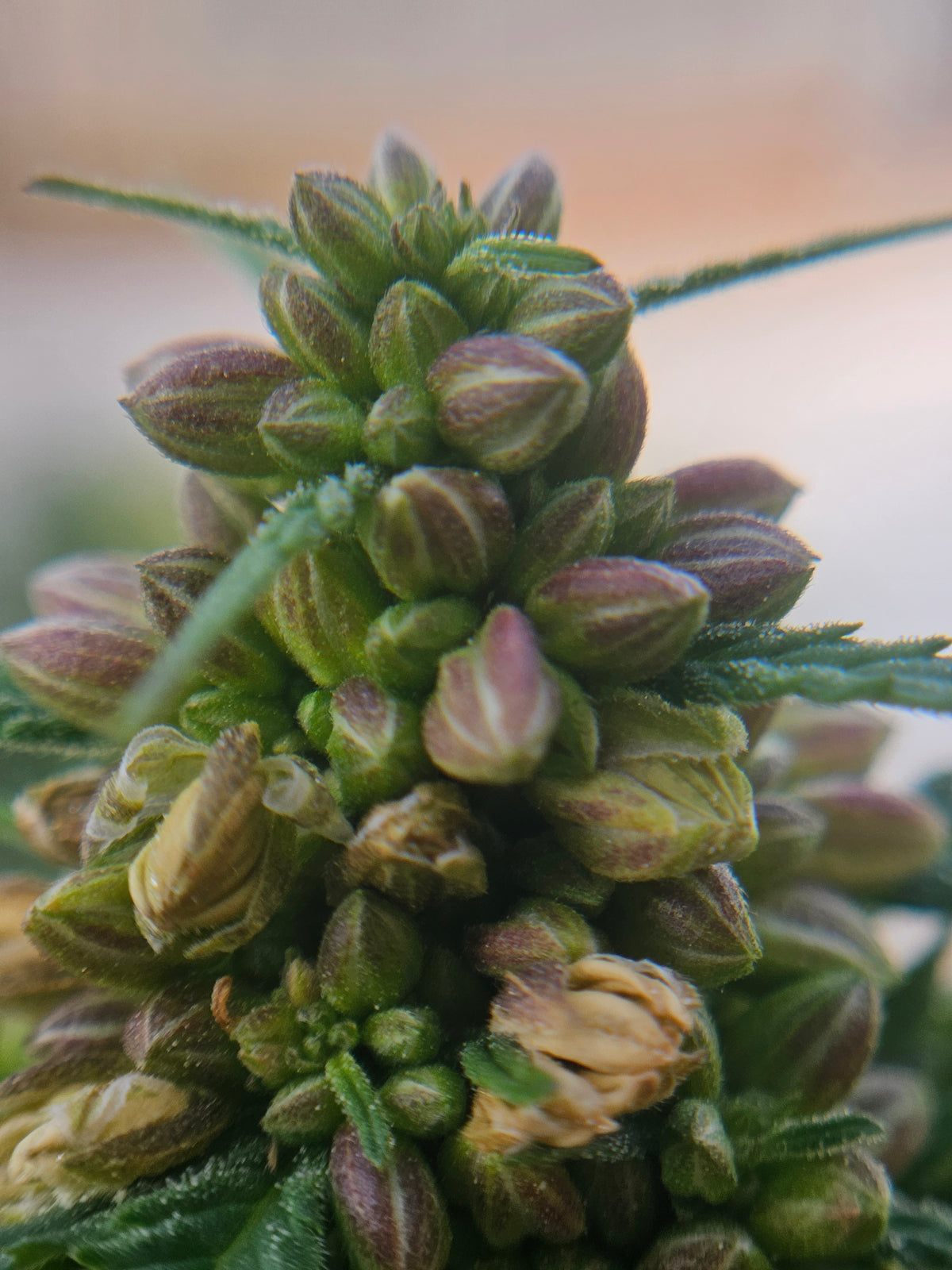 What is an Autoflowering Seed? A Simple Explanation