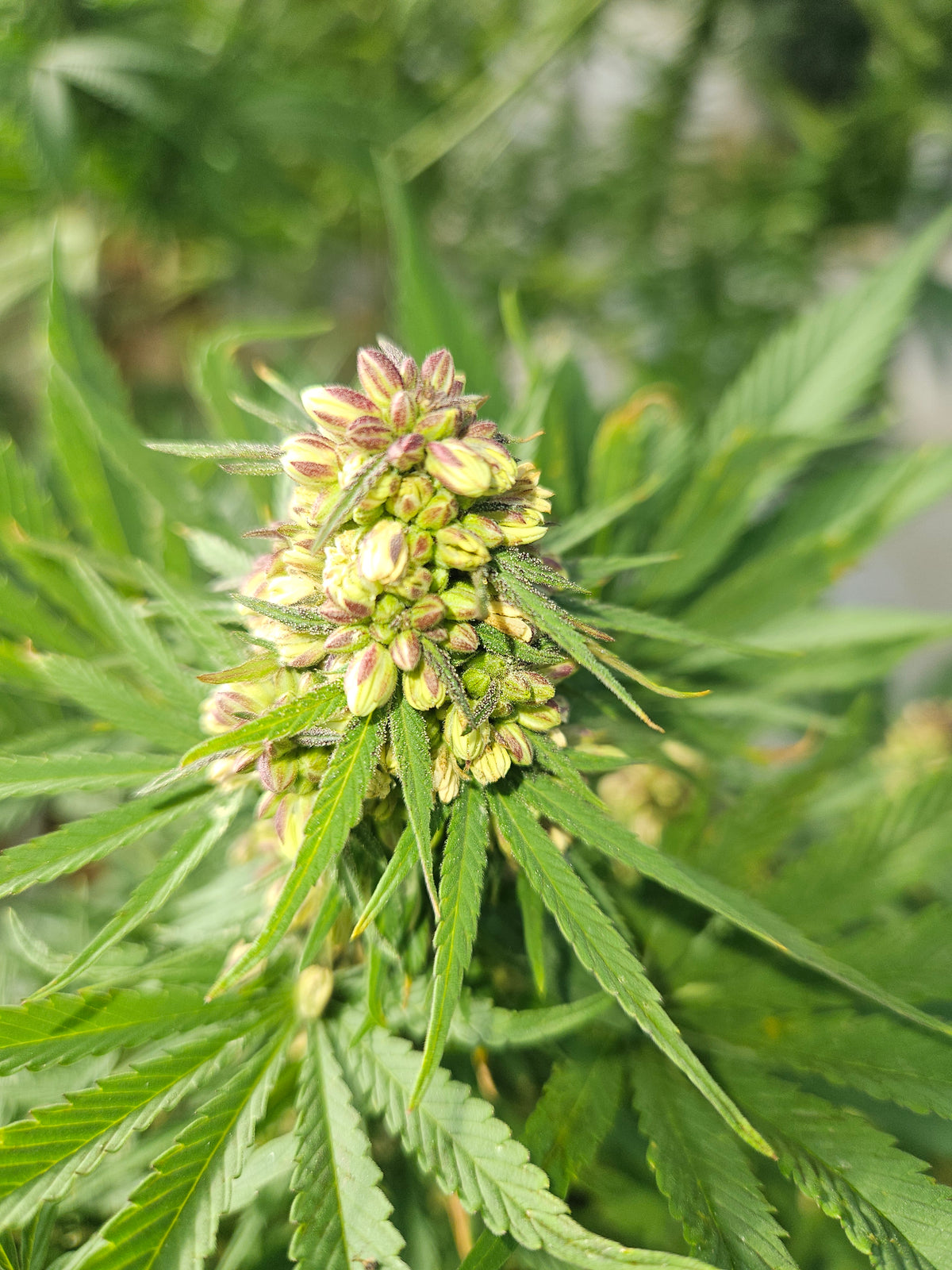 How to Germinate Autoflower Seeds Successfully
