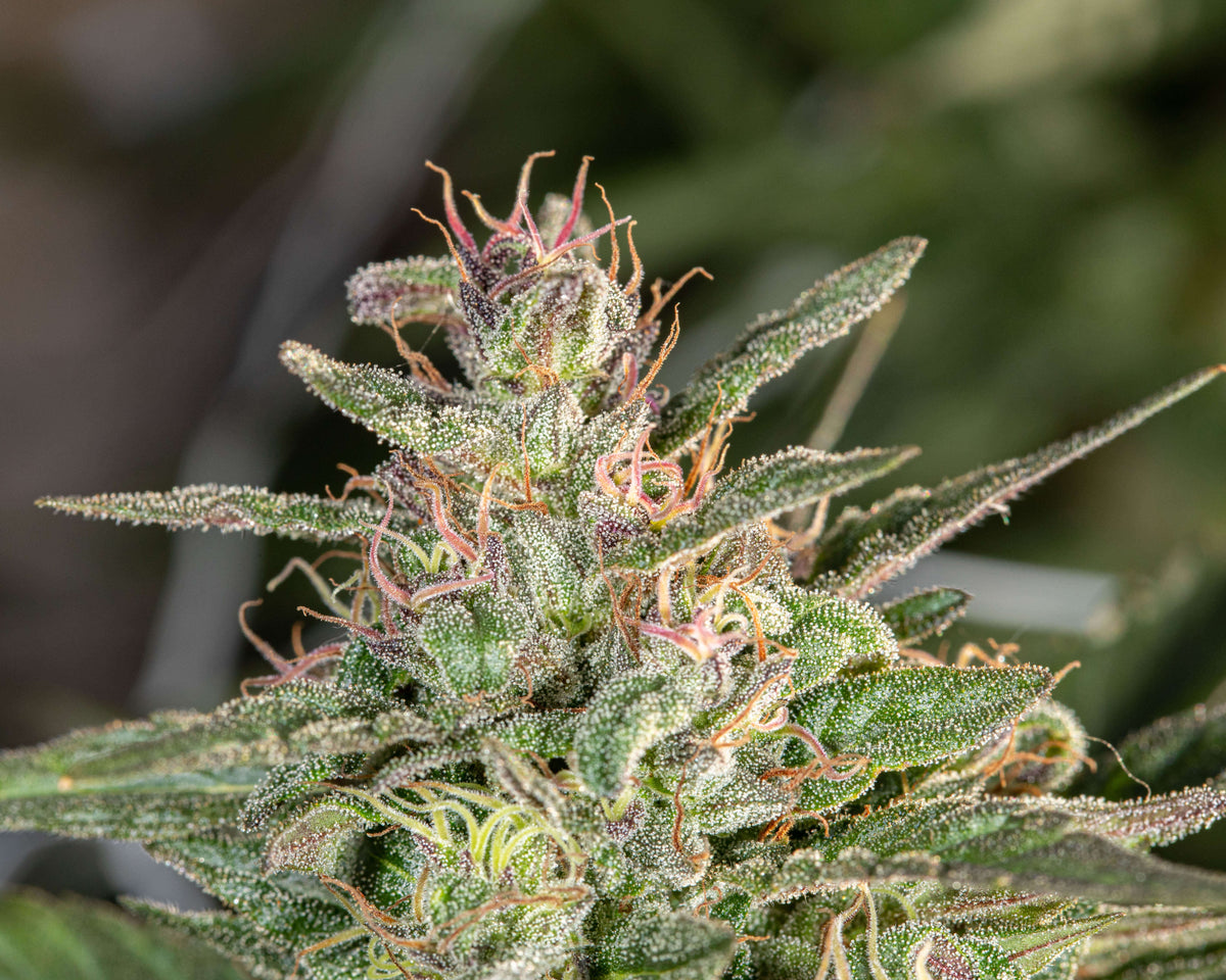 How to Grow a Weed Plant: 10 Tips for Beginners