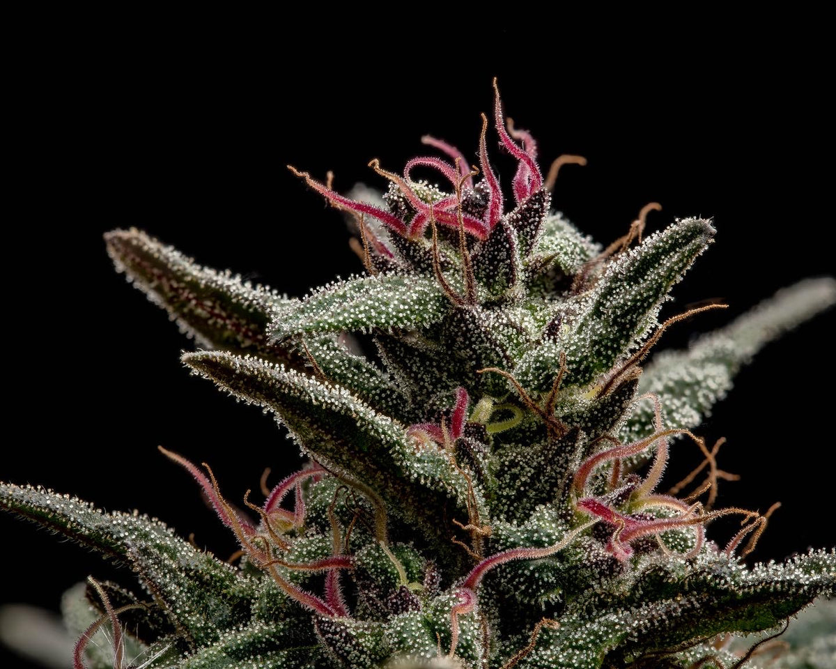 High THCA Flower