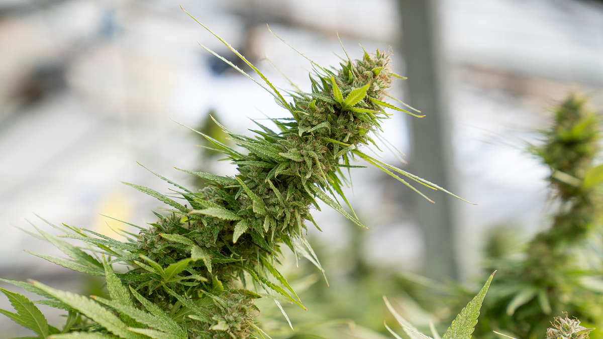 Seeds, Seedlings or Clones