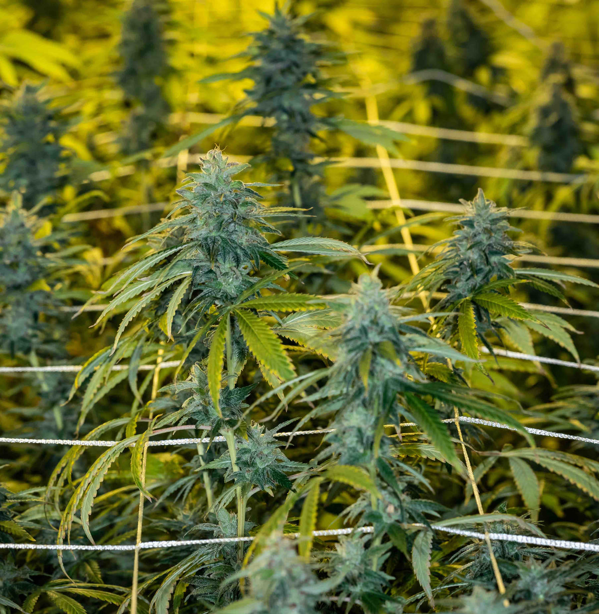 Hermie Plant Signs: How to Identify and Manage Them