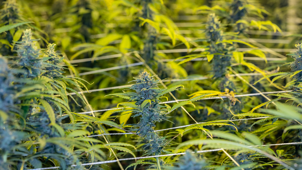Hemp Genetics: A Practical Guide for Modern Growers
