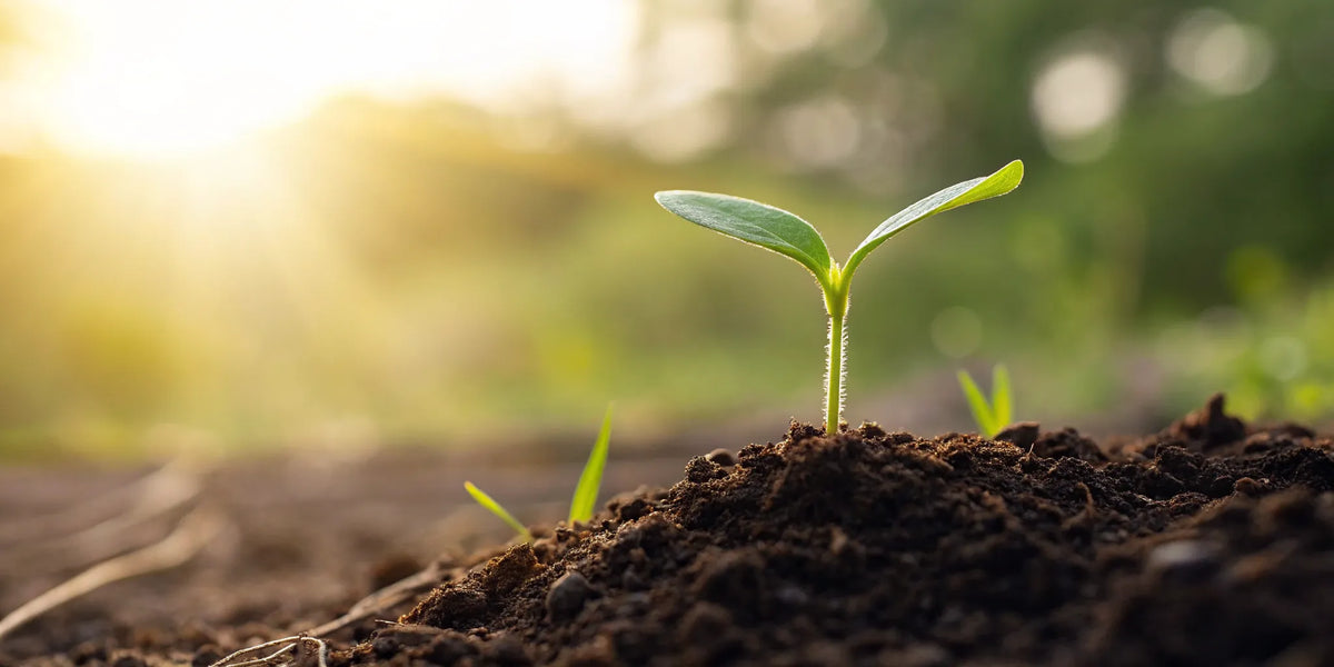 Autoflower seedling emerging from soil.