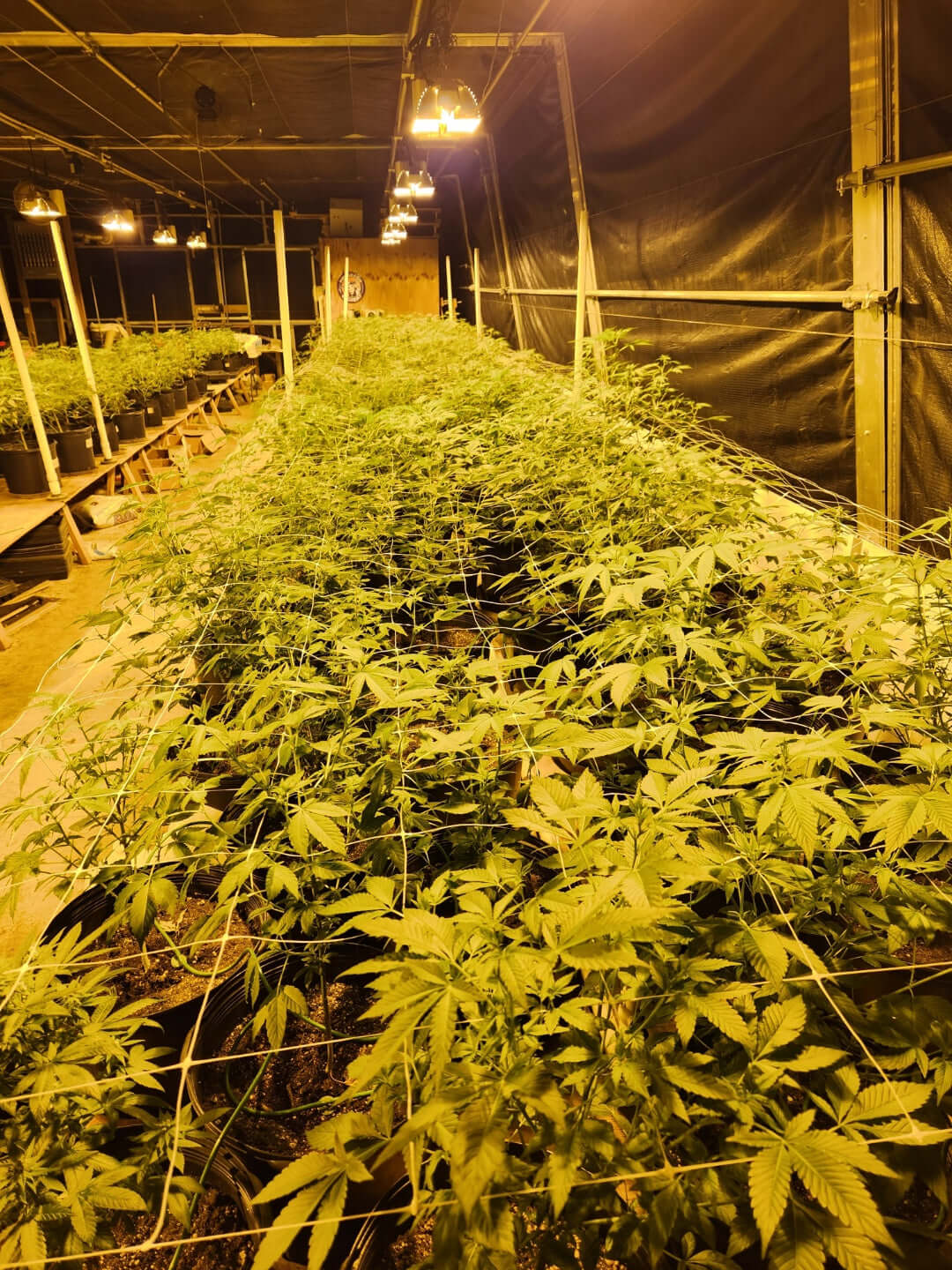 Growing Cannabis at Home Guide
