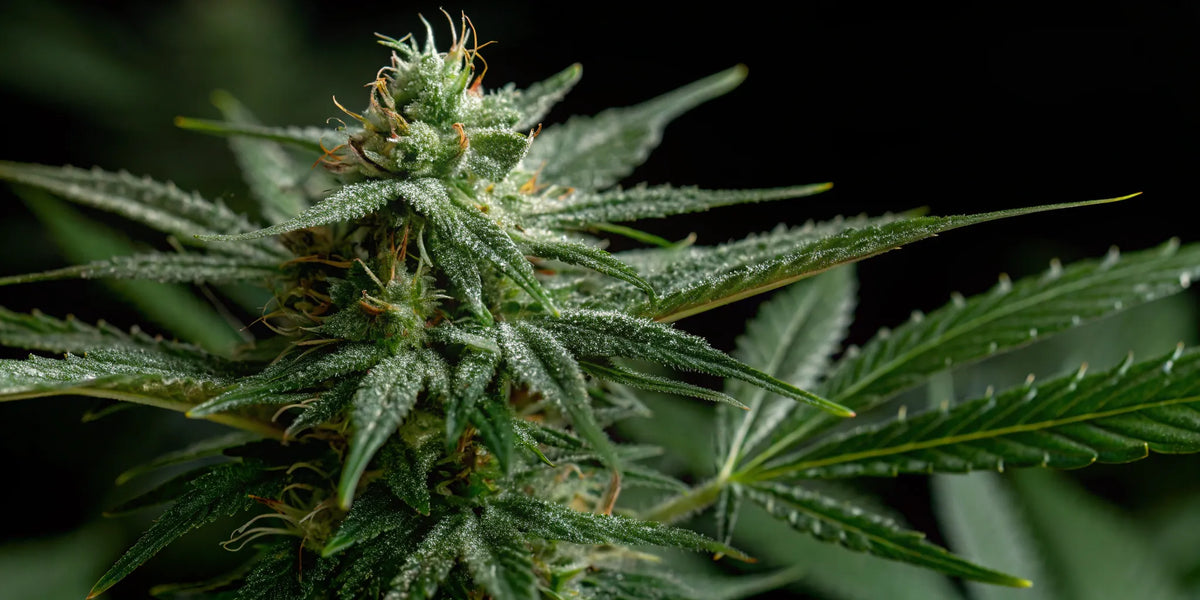 Best pot seed banks offer quality cannabis seeds.