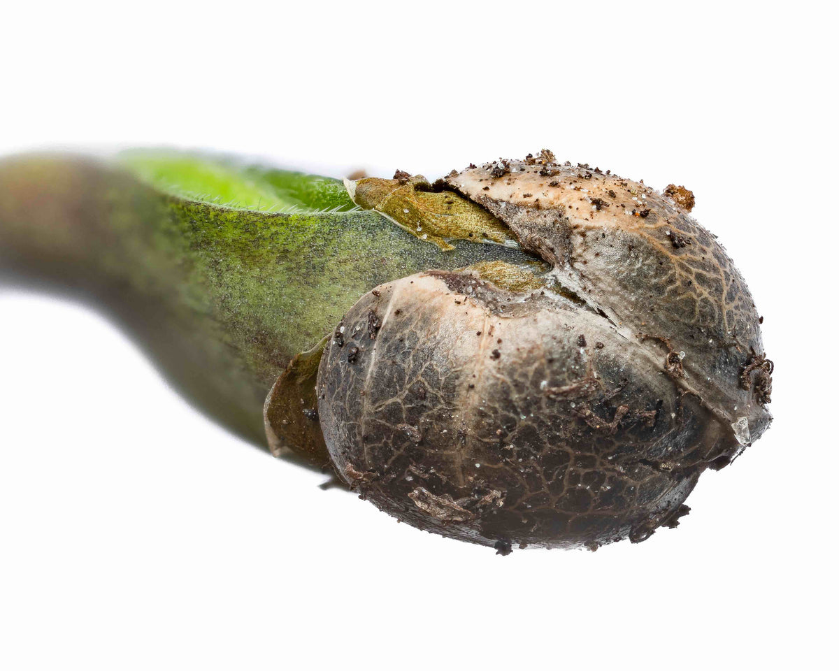 Triploid Cannabis Seeds: A Complete Guide for Growers