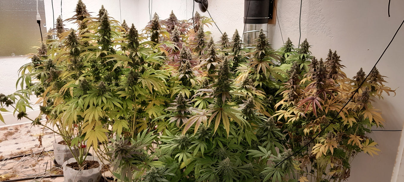 THCA Seeds