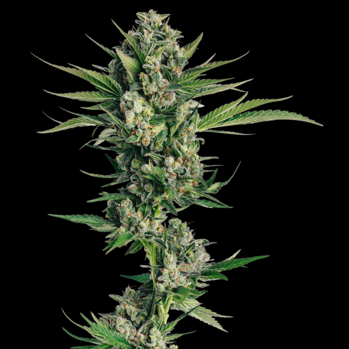 Honeycomb Chem Weed Seeds
