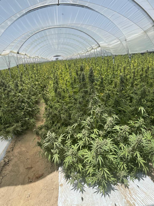 Auto EZ Bake Feminized Cannabis Seeds