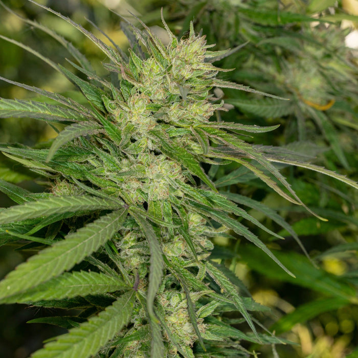 Sweet Peach Tea CBD Seeds